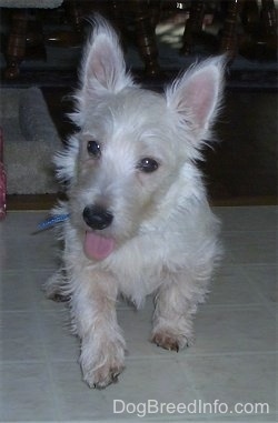 A West Highland White Terrier puppy is walking across a tiled floor, its mouth is open and its tongue is out. The dog looks happy. It has a black nose and dark eyes.
