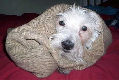 A Westie dog is laying on a red bed and it is wrapped in a tan sweater.
