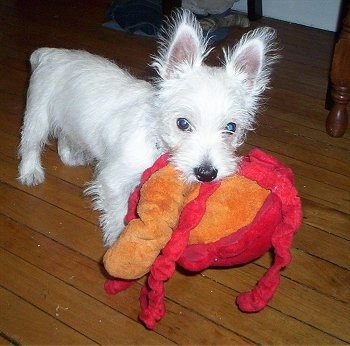 The front right side of a fizzy West Highland White Terrier that is standing on a hardwood floor and it has a red and orange toy in its mouth.