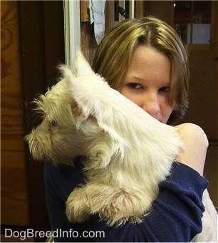 The left side of a Westie puppy that is being held in the shoulder of a person that is looking forward. The dog has small perk ears.