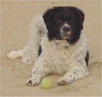 Front view - A white with black Wetterhoun is laying in sand and looking forward. There is a tennis ball in front of it.