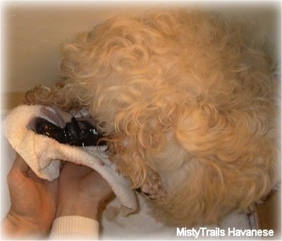 A white Havanese is giving birth to a puppy. A minutes old puppy is on a towel that a person is holding.