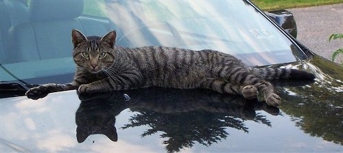 Whiskers the gray tiger cat is laying against a window on the hood of a car