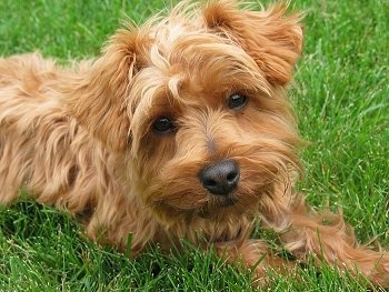 Close up - The right side of a thick coated, medium-haired, golden reddish brown Yorkipoo dog laying across a grass surface and its head is tilted to the left. The dog has a black nose and almond shaped brown eyes. It has small ears that fold over to the front.