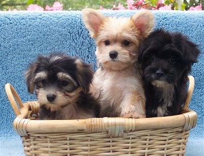A wicker basket with three Yorktese puppies in it. The first puppy is black and tan with ears that hang down to the sides, the middle puppy is fuzzy and tan with perk ears adn dark eyes, and the puppy on the right is black and white with ears that hang down to the sides.