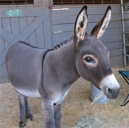 Donkey And Mule