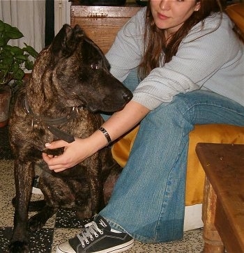 A black brindle with tan Cimarron Uruguayo dog is sitting on a tan and black floor in a living room in front of a lady wearing blue jeans and a light blue shirt. The person is sitting in a chair leaning forward with their arms wrapped around the dog and the dog is looking to the right.