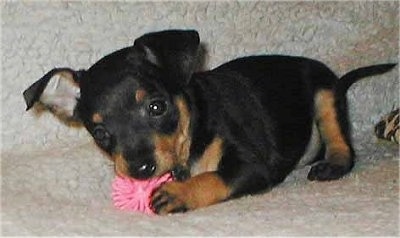 Side view - A black with tan Prazsky Krysarik puppy is laying on a white dog bed chewing on a hot pink toy ball.