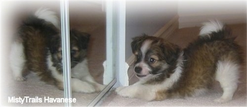 A brown with white and black short-haired Havanese puppy is play bowing in front of a mirror