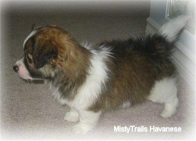 A brown with white and black short-haired Havanese puppy is standing on a tan carpet. Its tail is straight out.