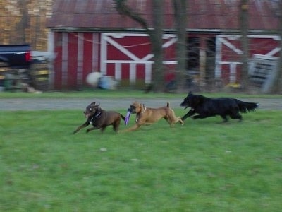 Gable the Boxer is running around a field with a purple Frisbee in its mouth while being chased by two other dogs
