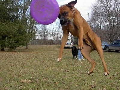 Close Up - Gable the Boxer is jumping up in a field to catch a purple Frisbee. All four of his paws are way off the ground.