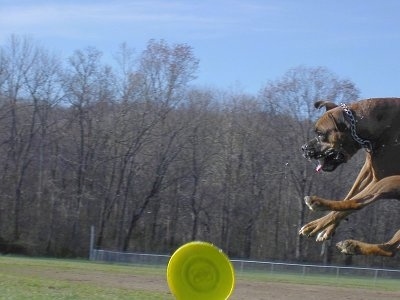 Close Up - Gable the Boxer is jumping up in a field to catch a light green Frisbee, all four of his paws are way off the ground