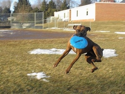 Gable the Boxer is in mid-jump up in the air in a field to catch a blue Frisbee. There is patches of snow in the background