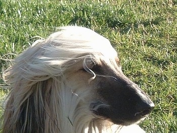 Close up - The right side of the face of a tan with black Afghan Hound that is sitting in a yard and its hair is being blown by the wind.