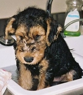Close up - The front left side of a black with tan Airedale Terrier puppy that is sitting in a sink filled with water