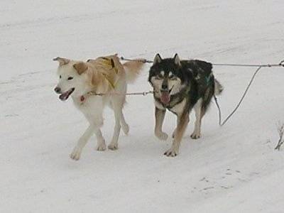 Sherwen(Left) and Tyrone(Right) the Alaskan Huskies are pulling a sled across snow