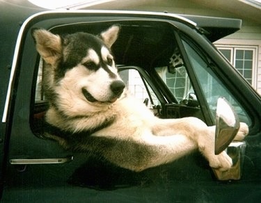 An Alaskan Malamute is sitting in the passenger seat of a truck with its front paws crossed out of the window looking chilled and relaxed.