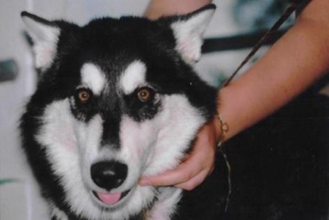 Close up - A black with white Alaskan Malamute is standing with its mouth open and tongue out. There is a persons hands on the side of its necks.