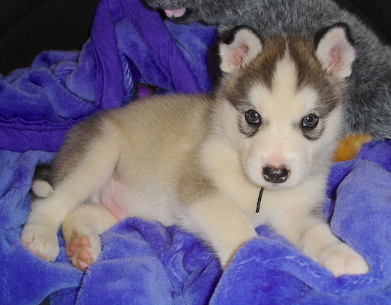 The right side of a gray and white Alaskan Malamute puppy that is laying on a blanket