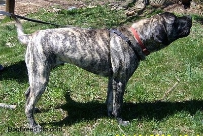 The right side of a brindle American Mastiff that is standing outside in front of a fence. The Mastiff is reaching to the right.