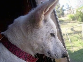 Close Up - The right side of the face of an American White Shepherd Puppy that is looking out of a window