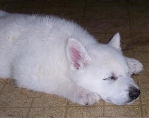 The front right side of a sleeping American White Shepherd puppy. It is laying down across a tiled floor.