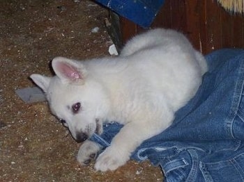 An American White Shepherd Puppy is laying on a floor and it is chewing on a pair of blue jeans
