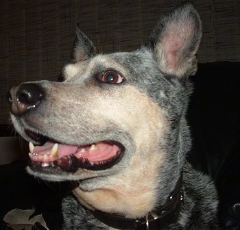 Close Up - The left side of the face of an Australian Cattle dog that has its mouth open and it is looking to the left.