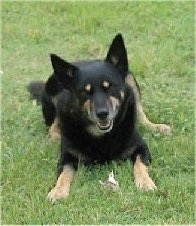 A black with tan Australian Kelpie is laying in grass with its mouth open and it is looking forward.