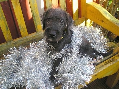 Odie the Bedlington Terrier wrapped in Christmas garland sitting on a yellow wooden bench