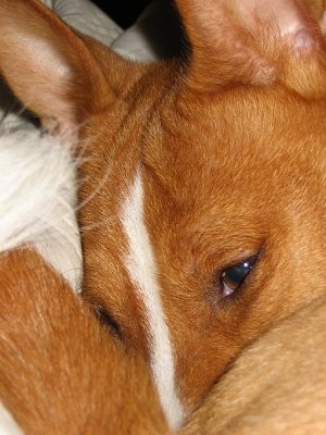 Close Up - Lucy the Basenji