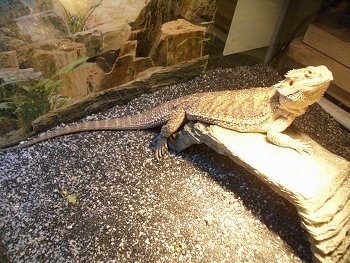 Side view - A Bearded Dragon is standing under a heat lamp on a rock bridge looking up and to the right.