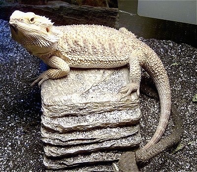 Side view - A Bearded Dragon lizard is laying on top of a rock stack and it islooking up to the left.