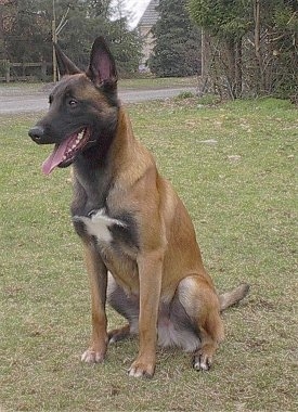A large-breed, brown with black and white Belgian Malinois shepherd dog is sitting in grass and looking to the left. Its mouth is open and tongue is out.