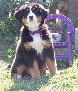 Shasta the Bernese Mountain Dog Puppy sitting in front of a chair with a flower on it