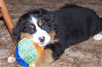 Shasta the Bernese Mountain Dog puppy laying and chewing on a plush ball toy