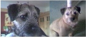 Left Picture Close Up - Buffy the Border Terrier puppy looking to the right. Right Picture Benita the Border Terrier sitting under a table