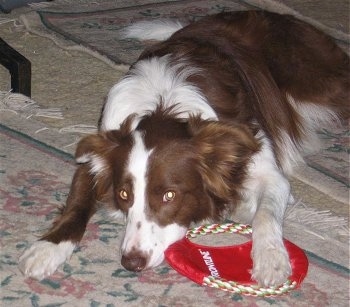 Jade the Border Collie laying on a rug with its paw and face over a red cloth frisbee toy