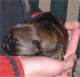 Close Up - 1 week old puppy sleeping in the hands of a person