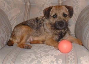 Meg the Border Terrier with her red ball in a chair