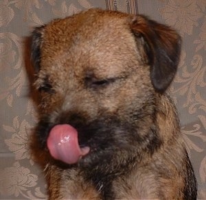 Close Up - Meg the Border Terrier licking her nose