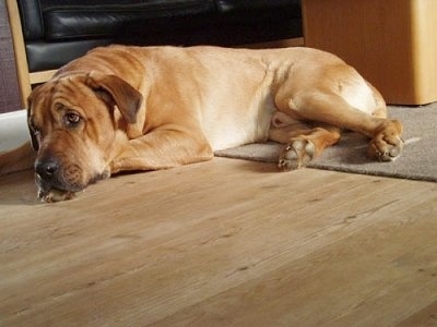 A Danish Broholmer is laying on a hardwood floor next to a coffee table