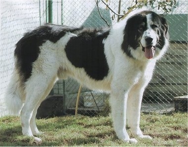 Side view - An extra large breed, furry, black and white Rumanian Sheepdog is standing across a field and it is looking forward. Its mouth is open, tongue is out and there is a chainlink fence behind it.