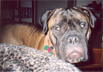 Close Up - Max the Bullmastiff standing next to a leopard print blanket