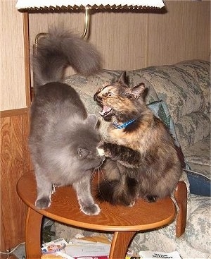 Missy and Bear the cat fighting on a wooden coffee table in front of a couch
