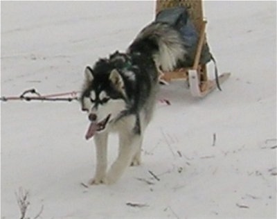 Canadian Eskimo Dog