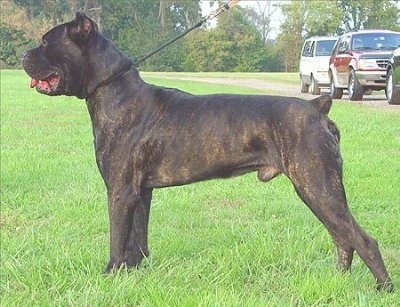 Left Profile - Cane Corso Italiano is standing outside and there are three cars on a road behind him