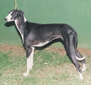 Left Profile - Caravan Hound posing in front of a large green wall