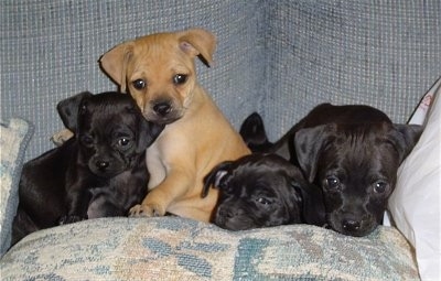 A litter of 4 puppies on a blue couch on top of a tan pillow - The first puppy is black and it is laying down, the second is tan and it is sitting and the last two are black puppies both laying down.